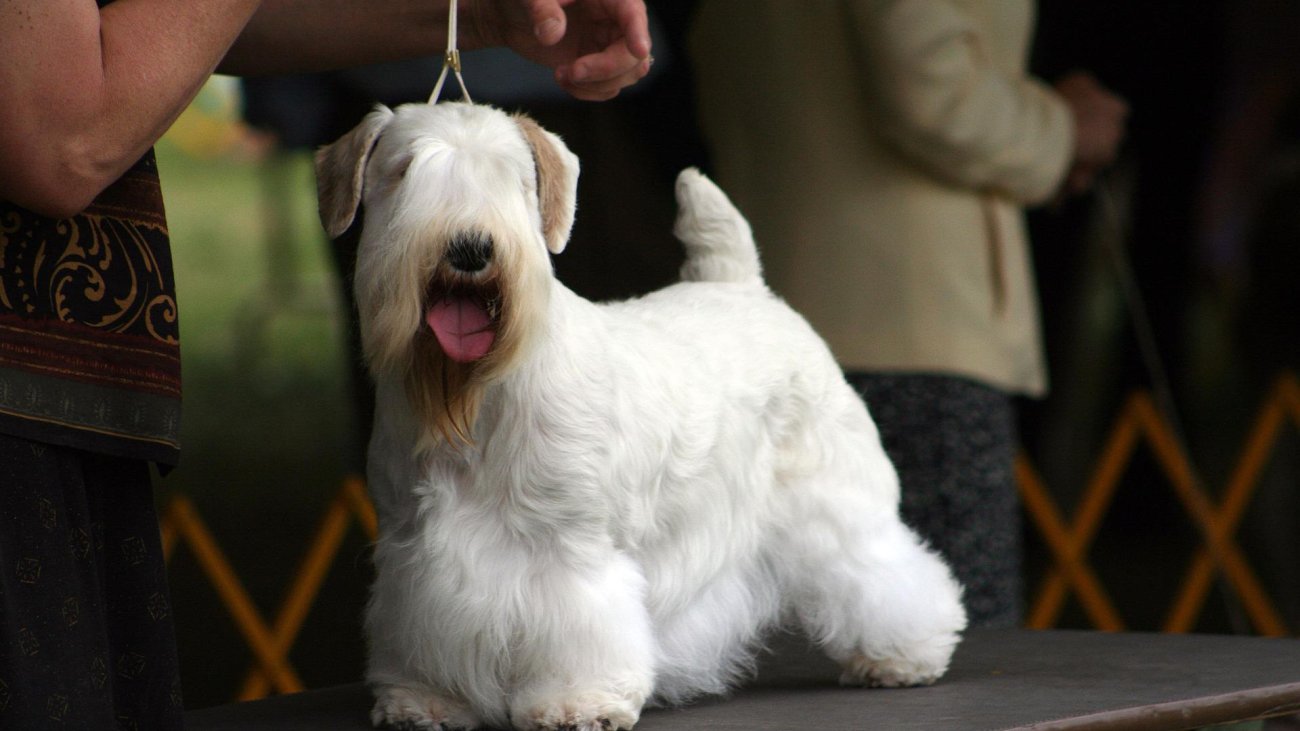 dog-show-g0b1488de7_1920