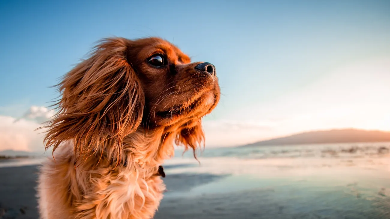 dog-gbaf708a5f_1920