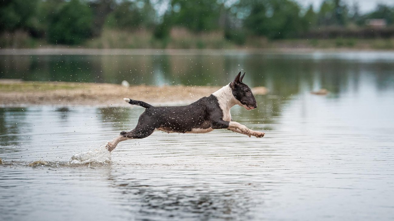 dog-g4e30321d9_1920
