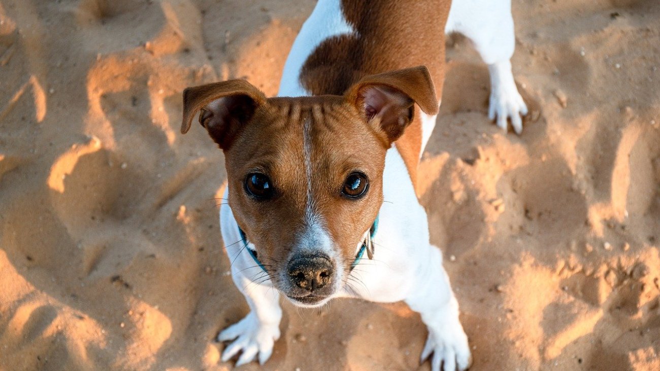 jack-russell-terrier-7676587_1280