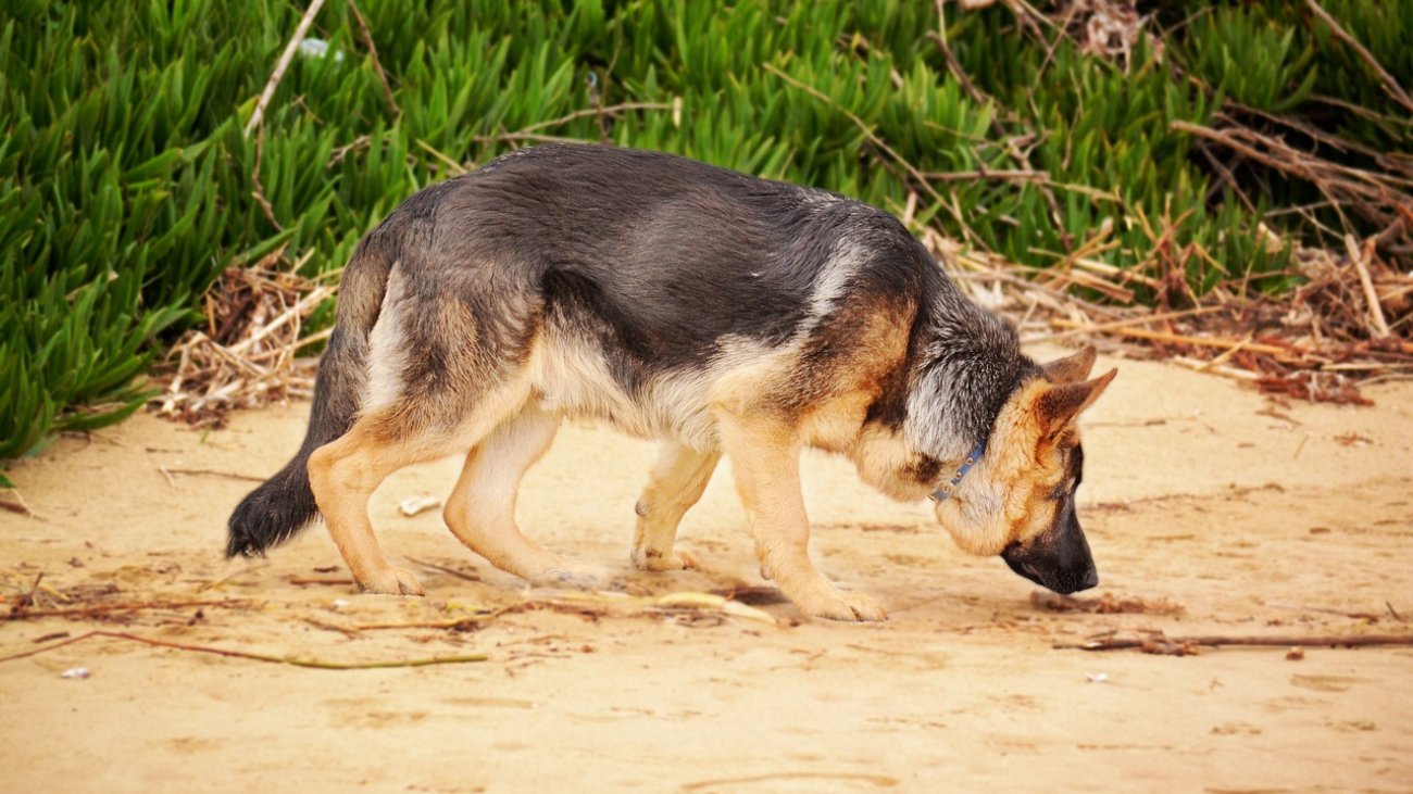 german-shepherd-1970053_1280