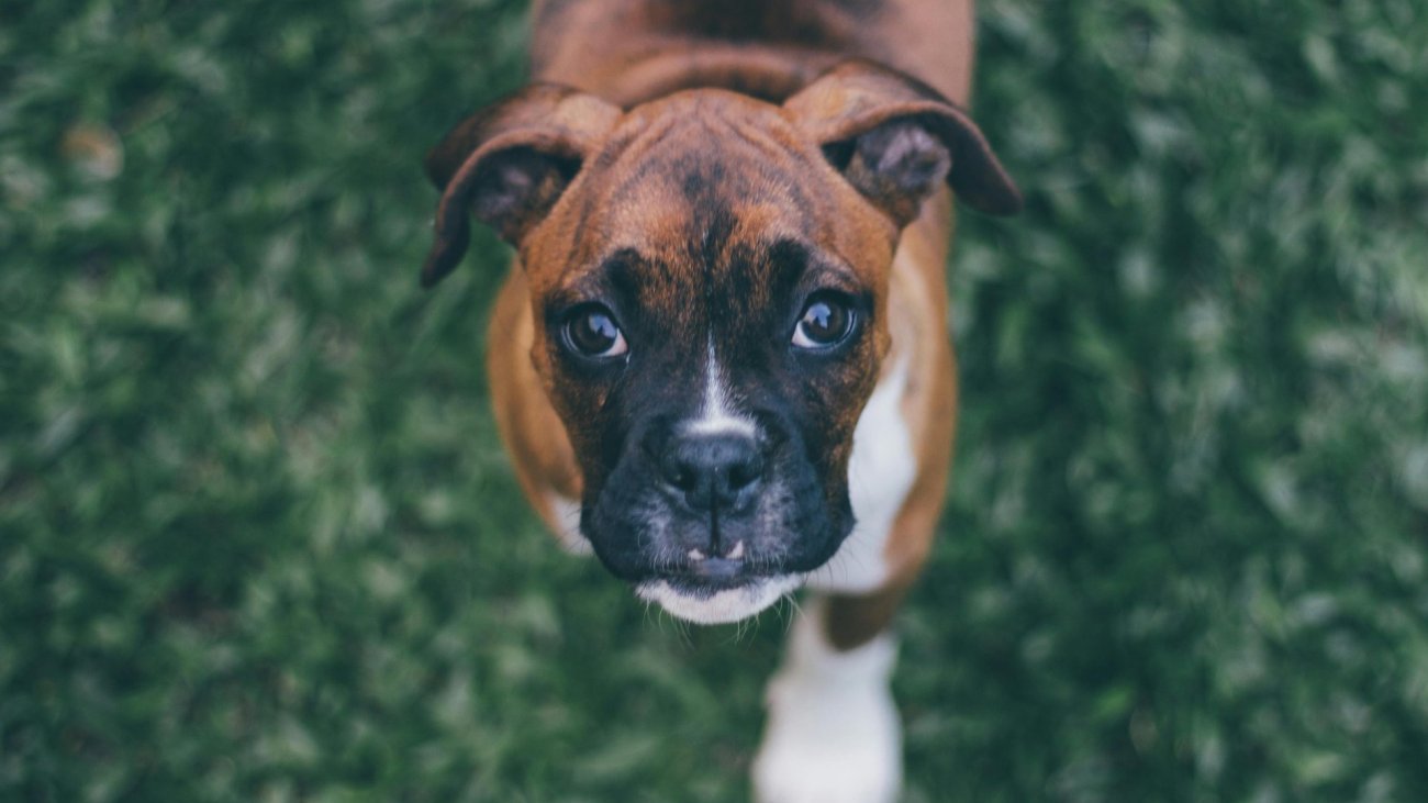 pexels-jackson-jorvan-605496