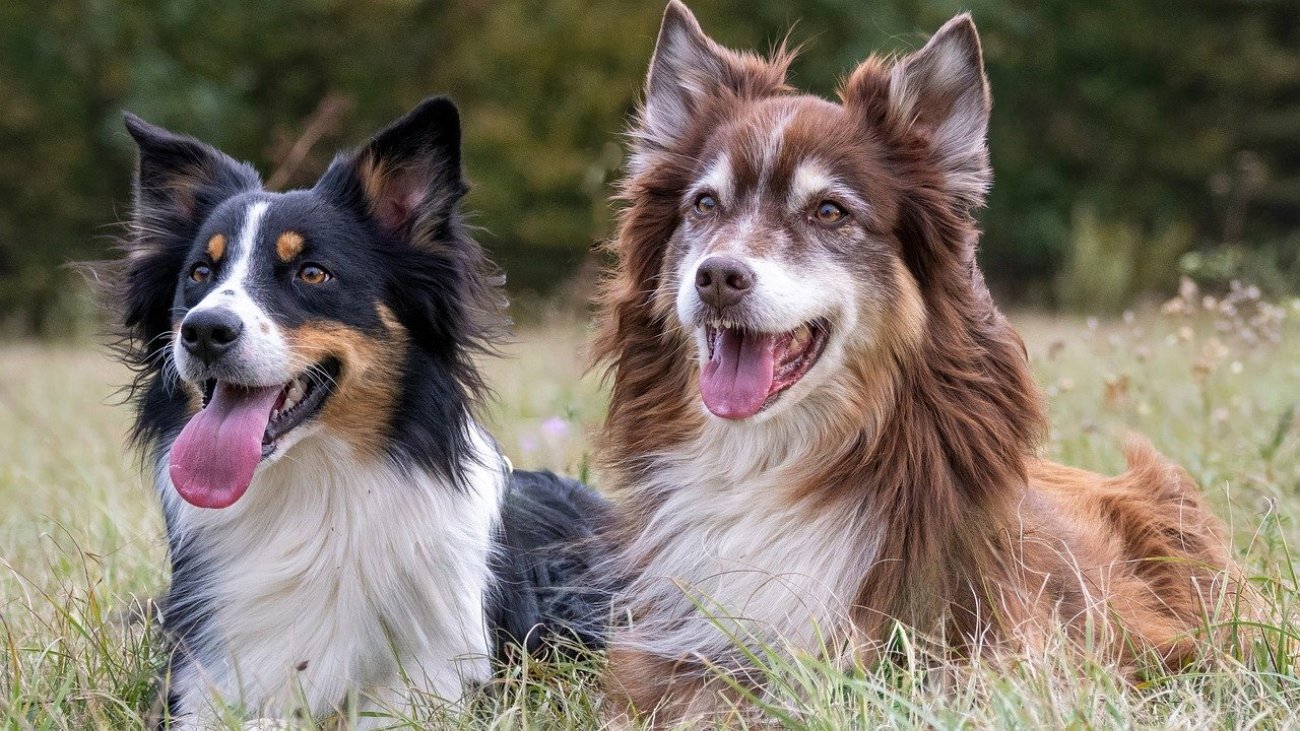 collie-8587228_1280
