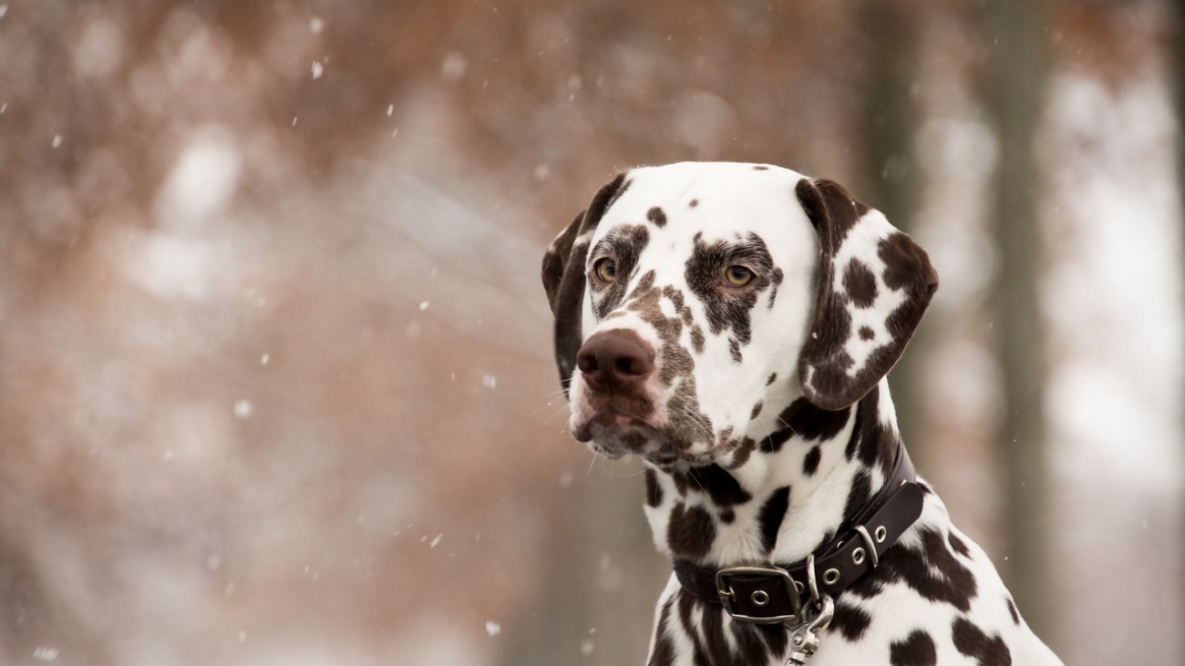 dalmatian-5902405_1280