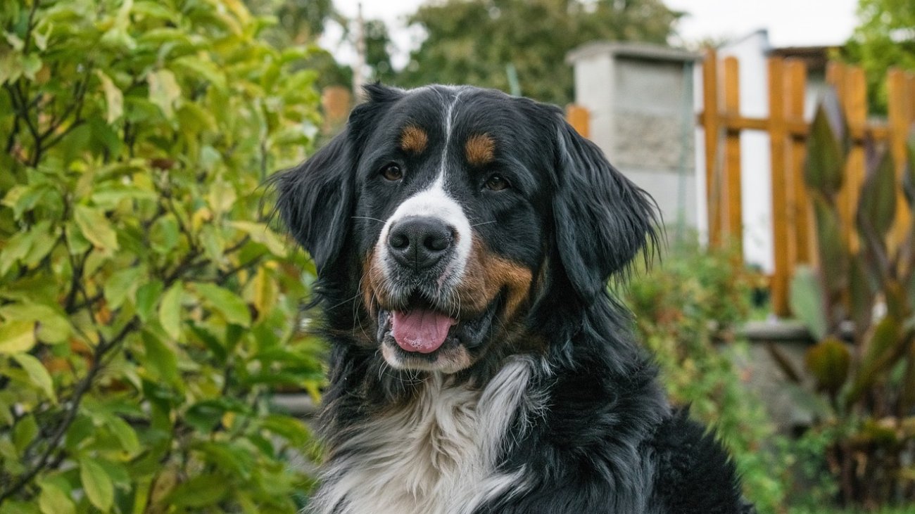 dog-7014444_1280