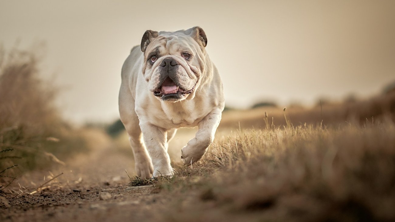 bulldog-7269427_1280