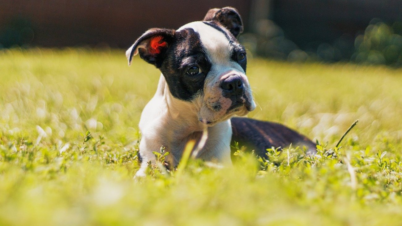 boston-terrier-8224348_1280