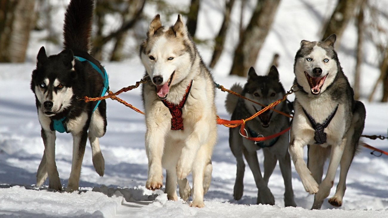 huskies-273409_1280