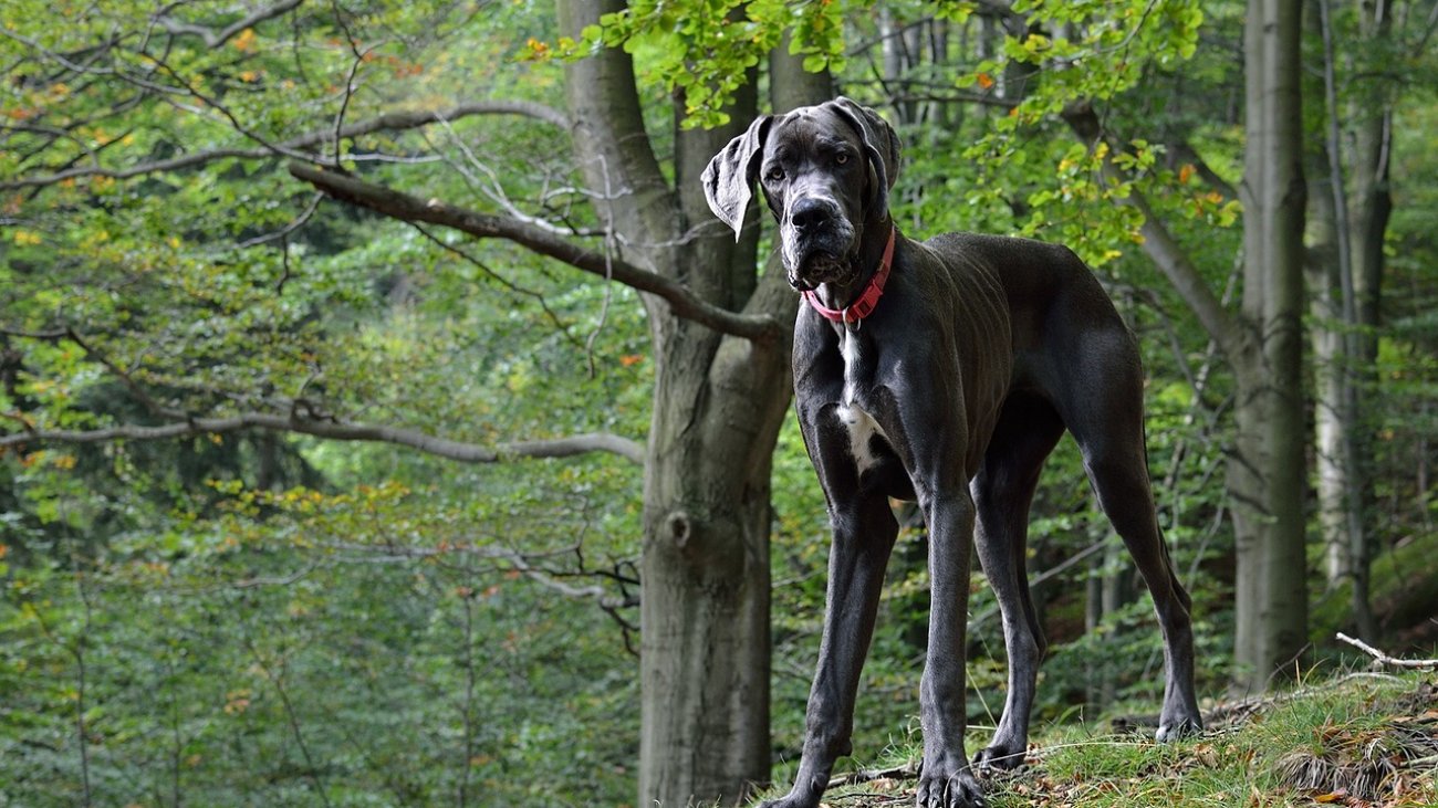 great-dane-2793816_1280