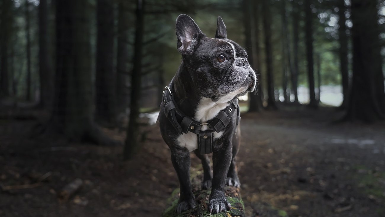 french-bulldog-6038122_1280