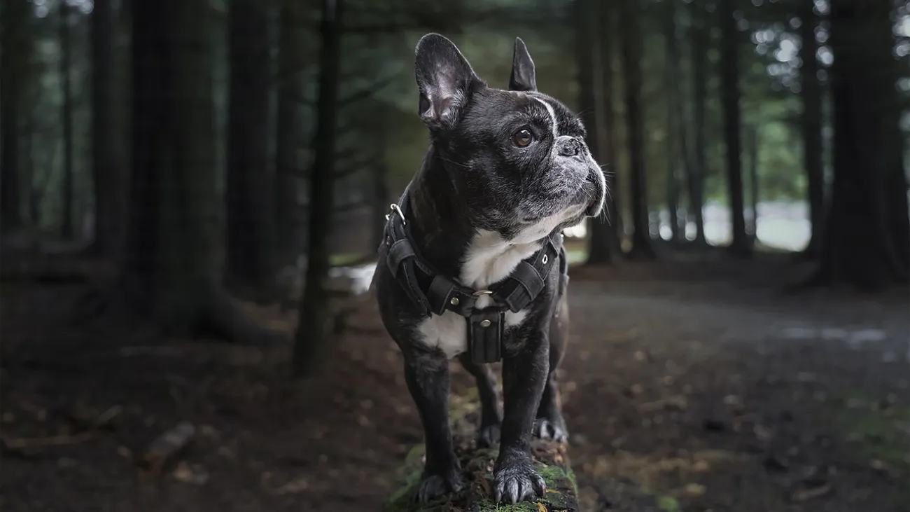 french-bulldog-6038122_1280