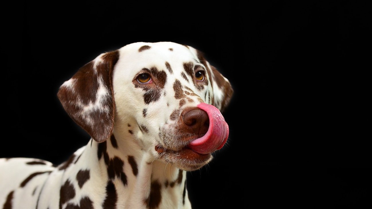 dalmatian-1020790_1280