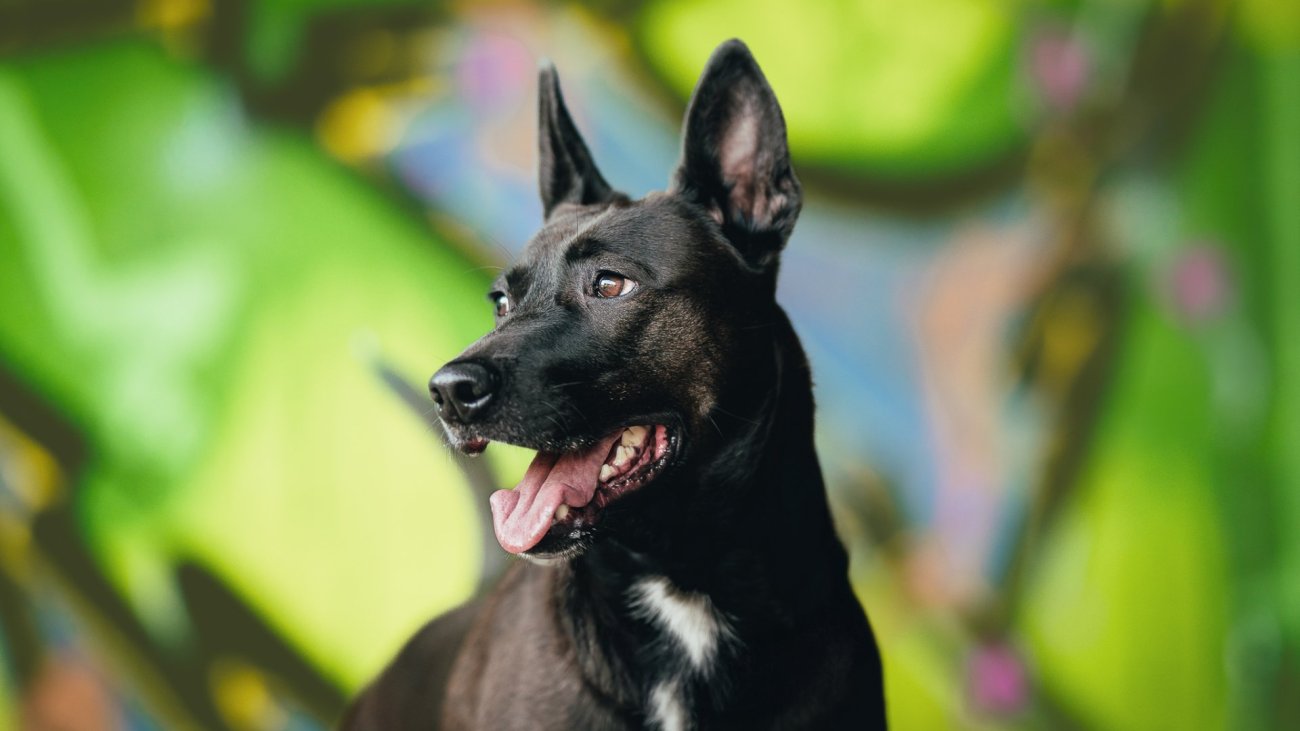 DSC_8779_puberta_dog