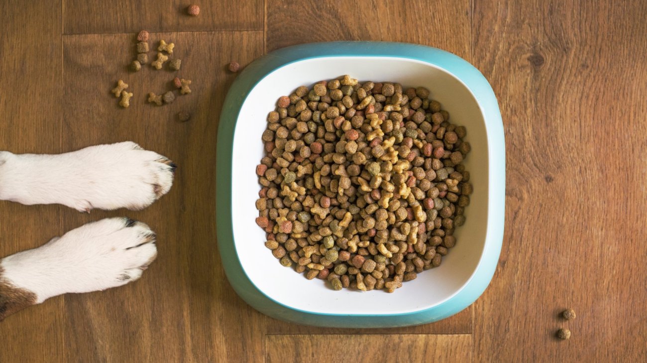 dog-food-5168940