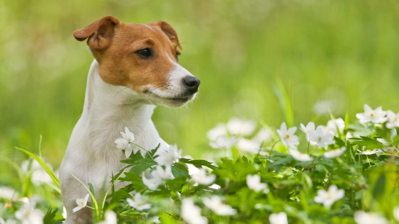 shutterstock_101800711